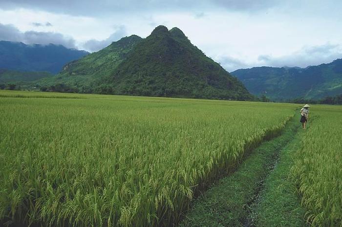Oprócz ryżu w Wietnamie uprawia się lawsonię bezbronną, czyli hennę. Z jej liści produkowany jest gr