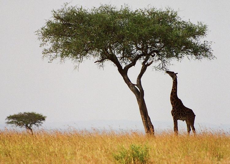 Niegdyś uważano, że żyrafa powstała ze skrzyżowania wielbłąda z ocelotem. Najwyższa zanotowana miała