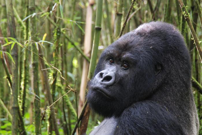 Rwanda, goryle
