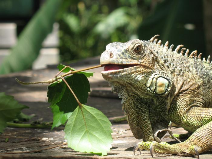 Legwan zielony, iguana