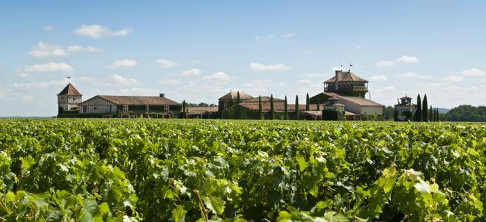 Uprawa winorośli w okolicy Bordeaux