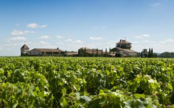 Uprawa winorośli w okolicy Bordeaux