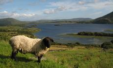 Owca na pastwisku w Connemara w zachodneij Irlandii