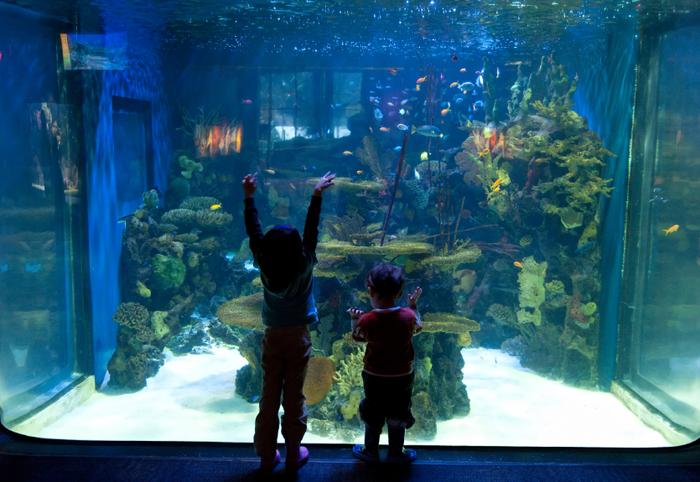 Wizyta w akwarium jest dla dzieciaków wielką frajdą