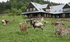 Farfurnia i kozy
