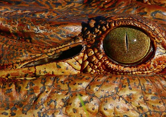 Na liście CITES figurują między innymi wyroby z krokodyla