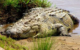Krokodyle uciekły z hodowli w Tajlandii