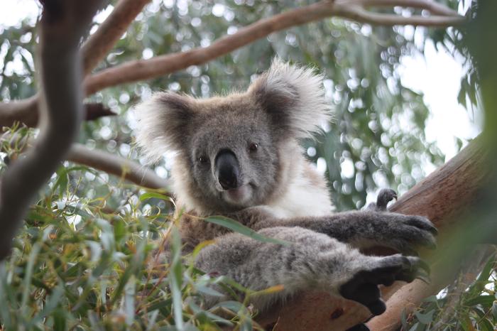 Miś Koala, Australia