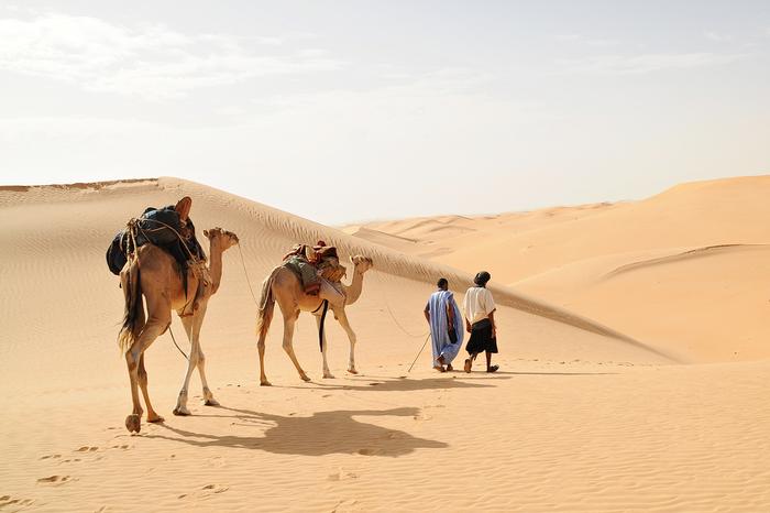 Sahara (Julia Wizowska)