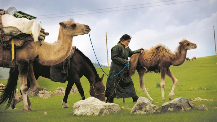 Mongołowie kilka razy w roku zmieniają „miejsce zamieszkania”, szukając lepszych pastwisk dla swoich stad