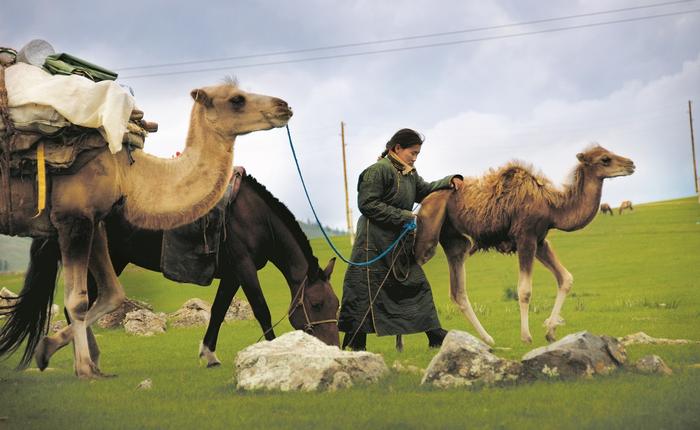 Mongołowie kilka razy w roku zmieniają „miejsce zamieszkania”, szukając lepszych pastwisk dla swoich stad