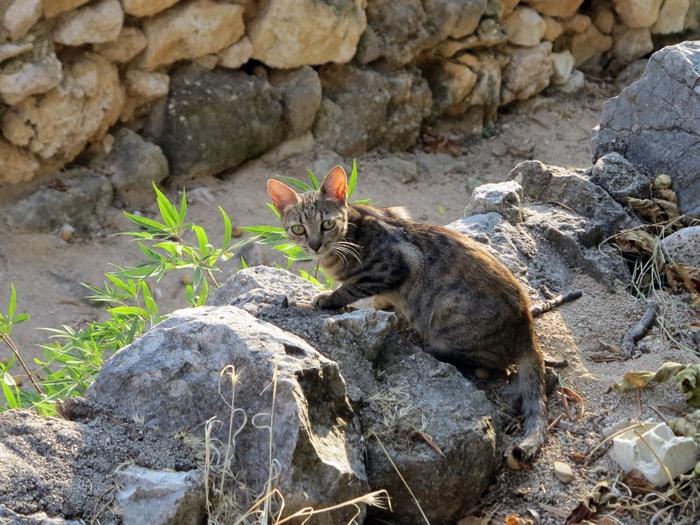 Albania - kraj smoków