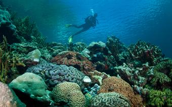 Palau - nurkowanie