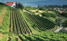 Balaton, Badacsony