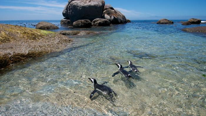 Każdy ruch pingwinów obserwują setki turystów