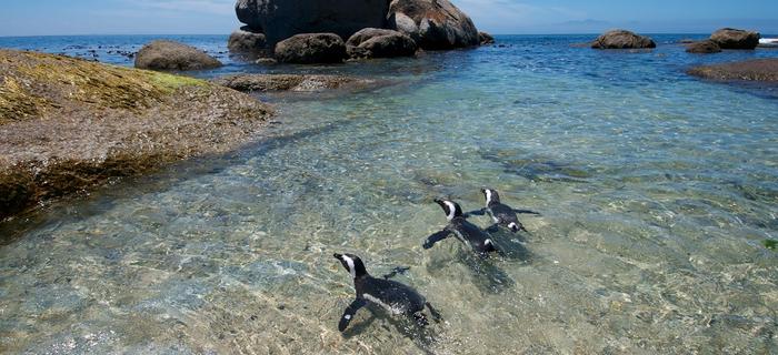 Każdy ruch pingwinów obserwują setki turystów