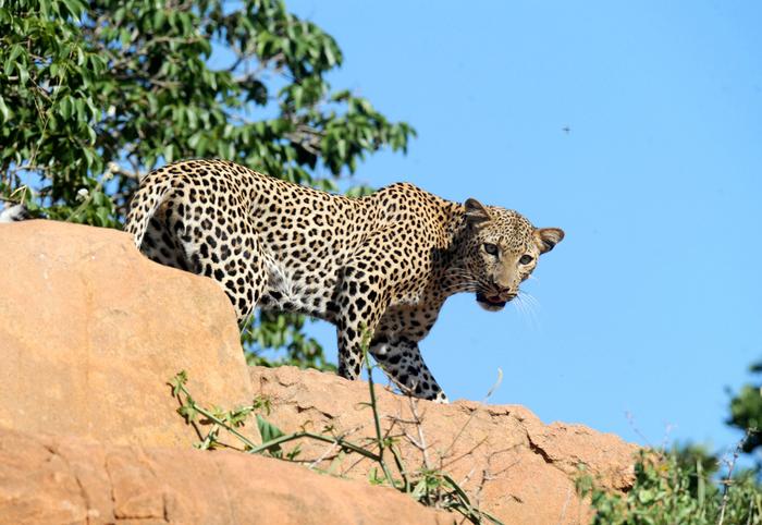 Lampart w Parku Tsavo