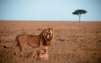 Lwy w Masai Mara