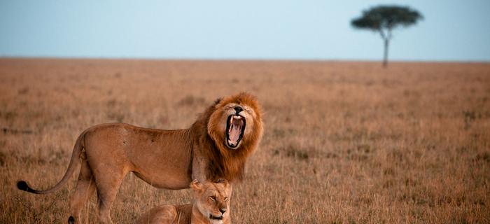 Lwy w Masai Mara