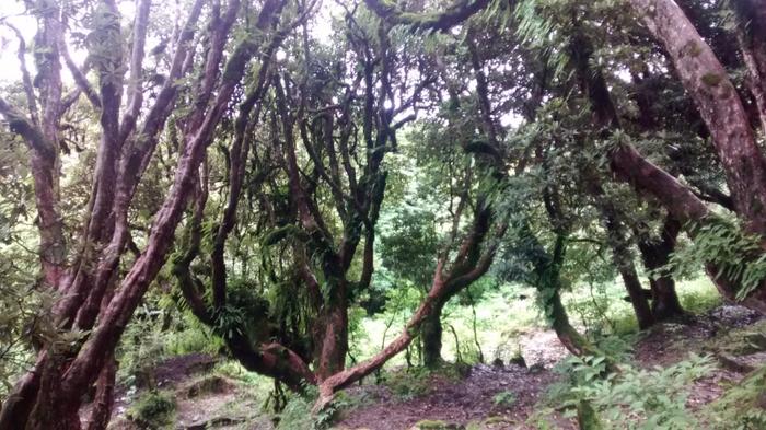 Las rododendronowy.