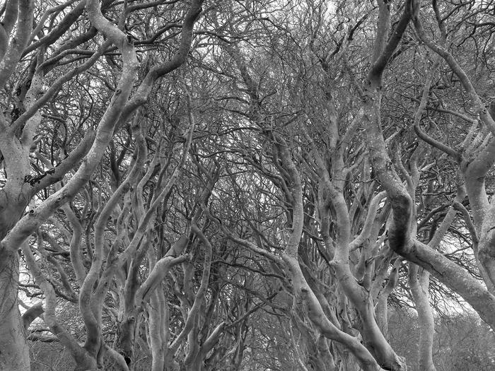 Dark Hedge