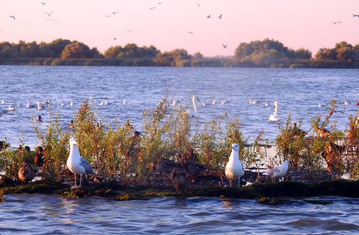 Delta Dunaju