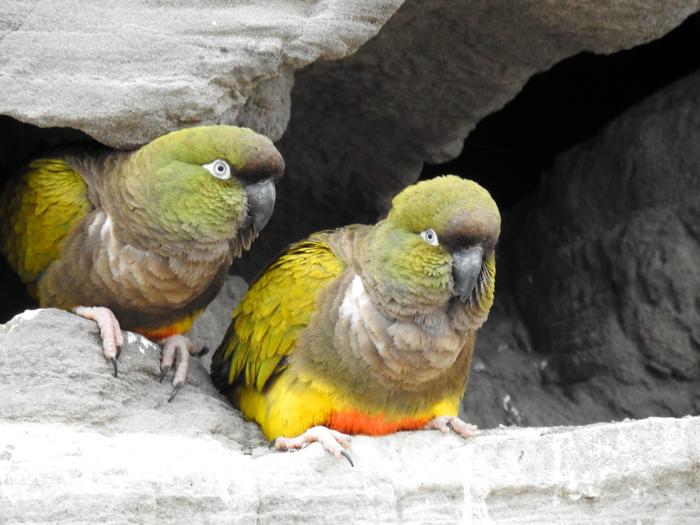 Papugi Patagonki
