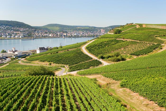 Winnice w Rudesheim