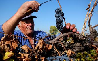 Zbiory winogron w Bułgarii