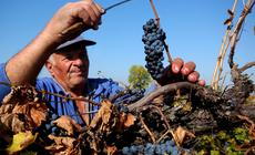 Zbiory winogron w Bułgarii