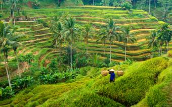 Bali. Tarasy ryżowe wokół Ubud