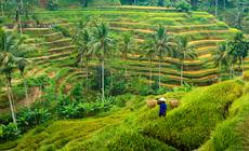 Bali. Tarasy ryżowe wokół Ubud