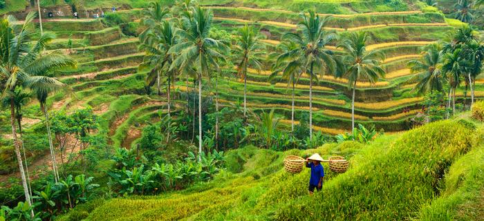 Bali. Tarasy ryżowe wokół Ubud