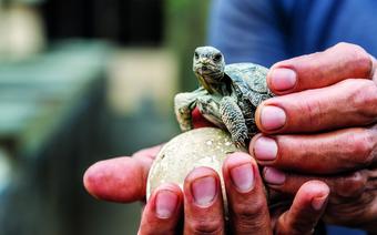 Żółwik na Galapagos