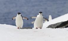 Pingwiny maskowe – mieszkańcy Antarktyki