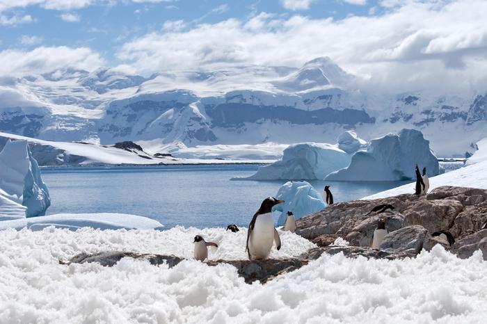 Pingwiny w Antarktyce
