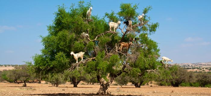 Kozy na drzewie w Maroku