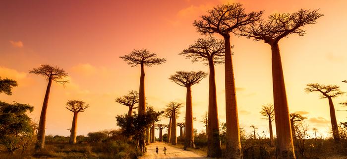 Aleja Baobabów na Madagaskarze