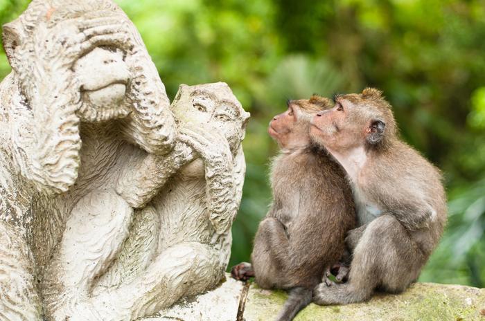 Małpi Las w Ubud - popularna atrakcja Bali