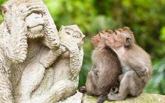 Małpi Las w Ubud - popularna atrakcja Bali