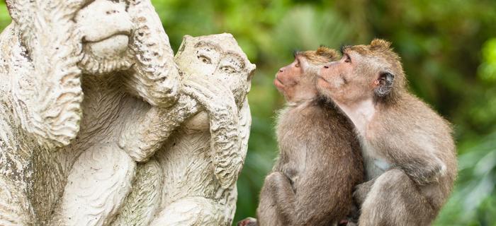 Małpi Las w Ubud - popularna atrakcja Bali