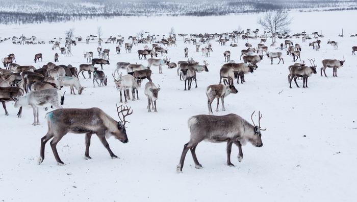 Finlandia zimą, stado reniferów w Laponii
