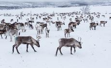 Finlandia zimą, stado reniferów w Laponii