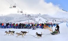 Festiwal Śnieżne Psy