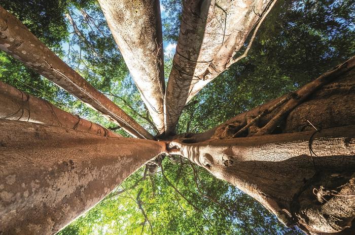 Kilkusetletnie drzewa z kambodżańskiej dżungli ścina się dla ich egzotycznego drewna lub by zrobić miejsce pod plantacje