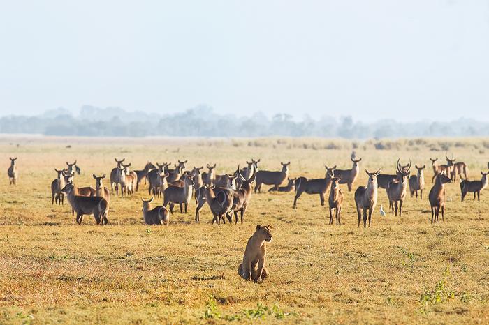 Lwica pośród młodych antylop w parku Gorongosa