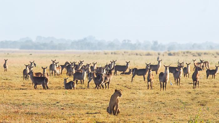 Lwica pośród młodych antylop w parku Gorongosa