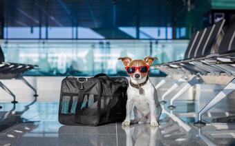 Pies na lotnisku