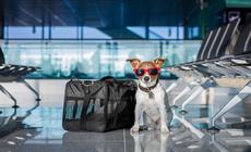 Pies na lotnisku