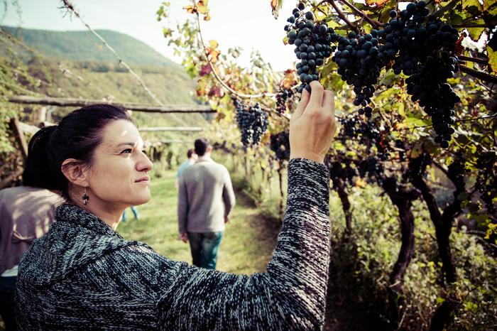 Winobranie w Trentino